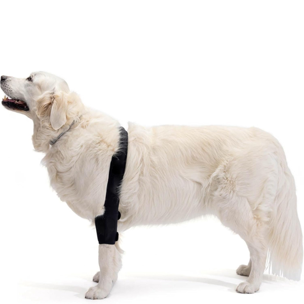 Čo je burzitída u psov 01/2025