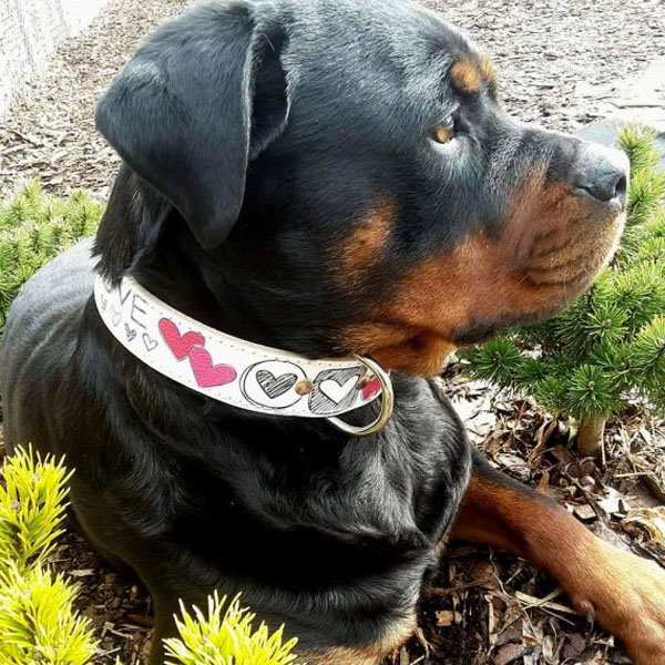 Kompletný sprievodca: ako vybrať správny obojok pre vášho psíka 10/2025