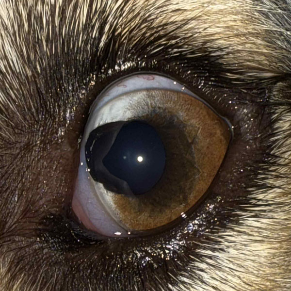 Kolobóm u psov 09/2025