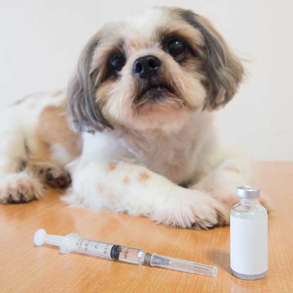 Cukrovka u psov 02/2022