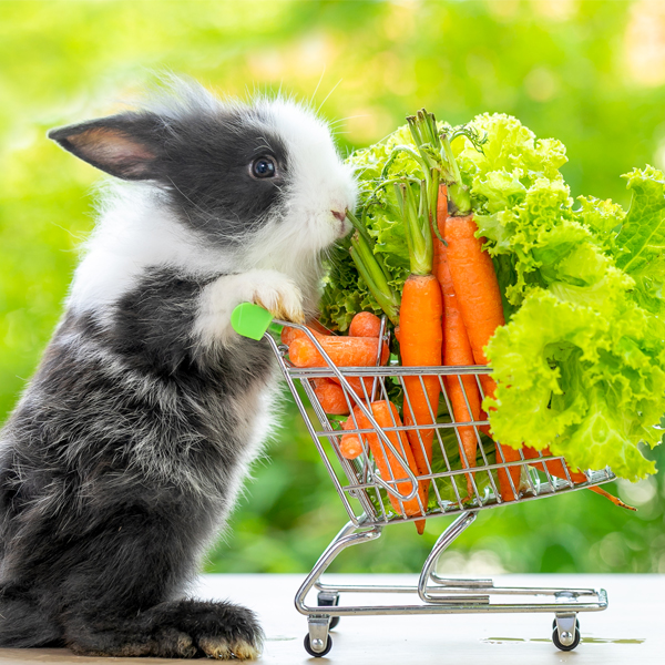 Koľko percent zeleniny tvorí jedálniček domáceho zajačika? 03/2024