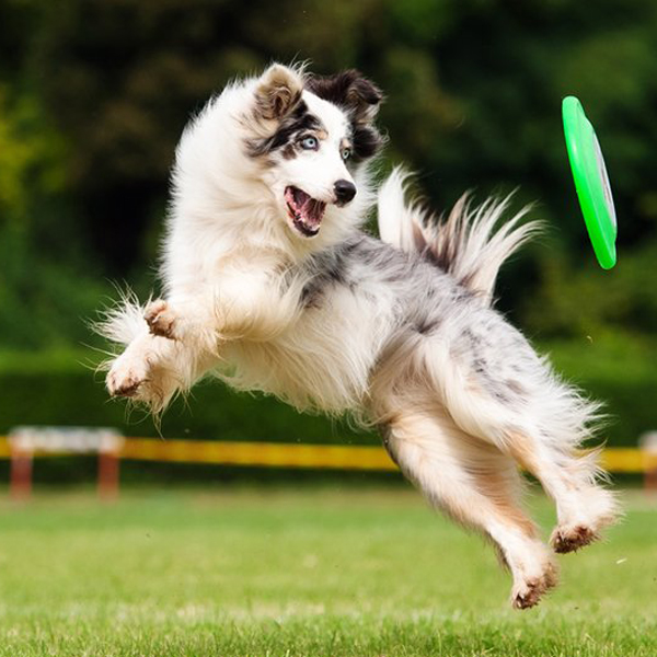 Čo je dogfrisbee? 07/2024