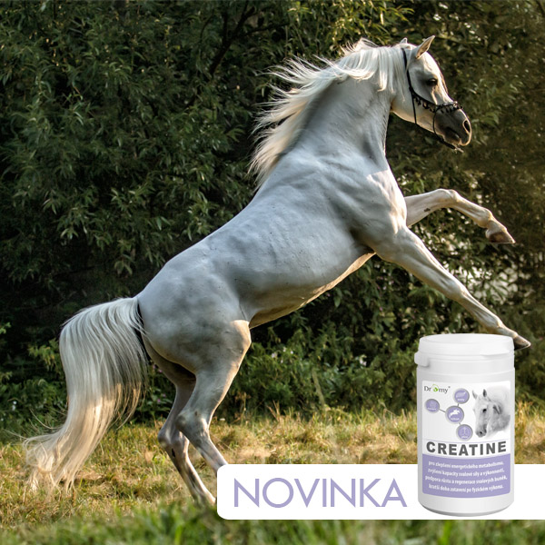 Dromy Creatine doplnok pre kone - regenerácia svalového tkaniva po výkone 09/2023