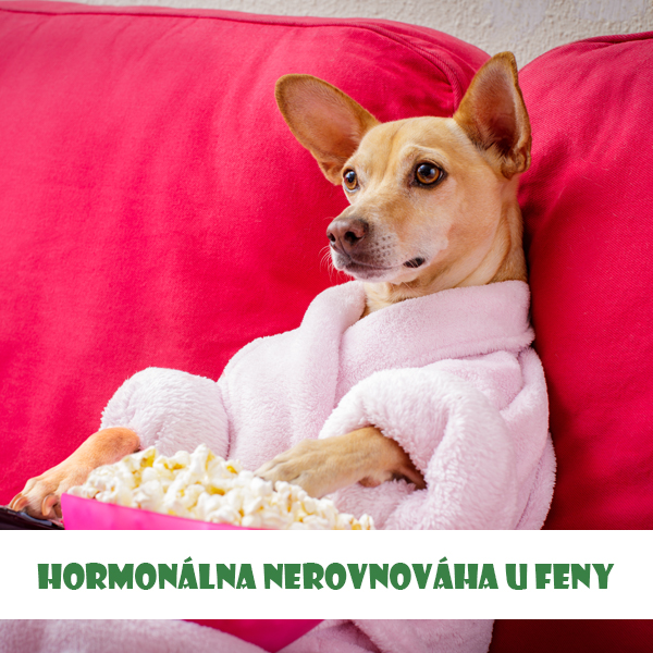 Hormonálna nerovnováha u feny