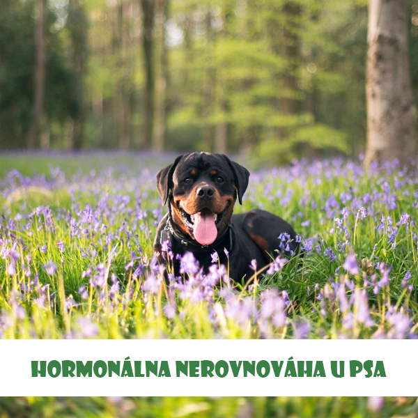 Hormonálna nerovnováha u psa