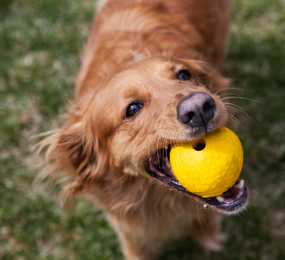 7 tipov na hračky pre psa, ktoré by nemali chýbať u vas doma