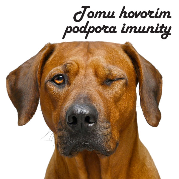 Betaglukány pre zvieratá 03/2023