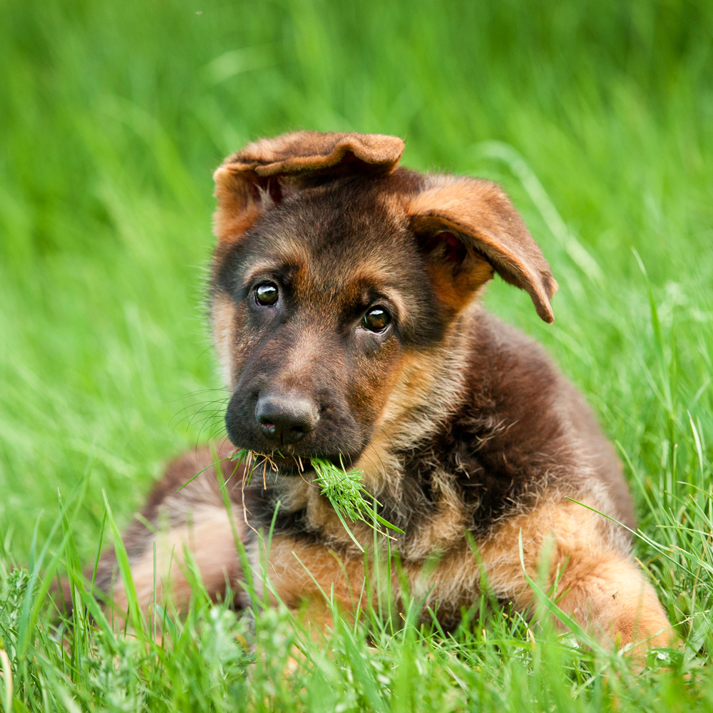 Keď nestoja uši u psa 11/2021