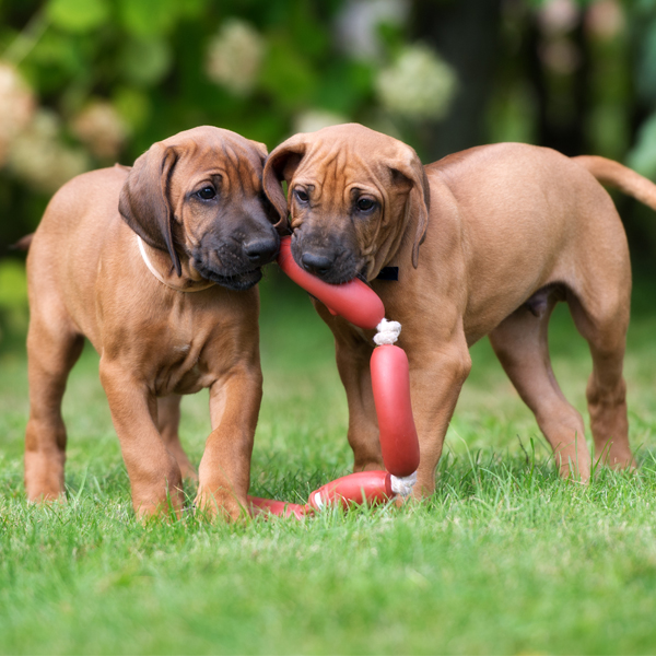 Aký je vývoj pohybového aparátu u šteniat? 