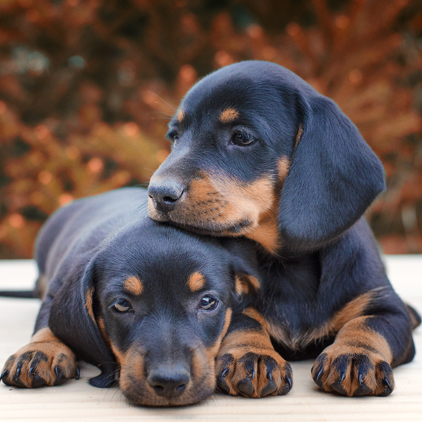 Koprofágia 02 - požieranie výkalov u psov 02/2025