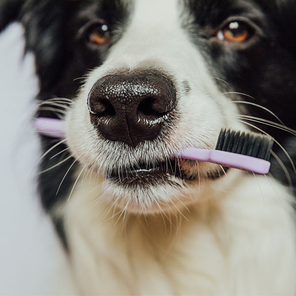 Ovplyvňuje strava psa zdravie jeho zubov? 8/2024