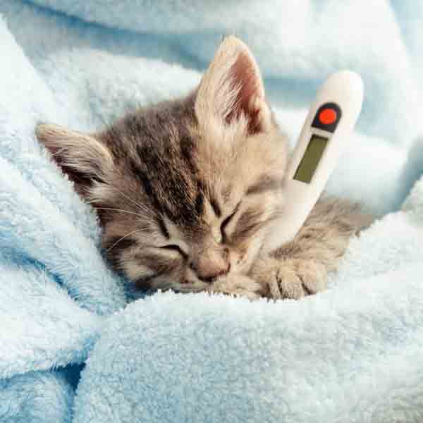 Prechladnutie u mačky 01/2022