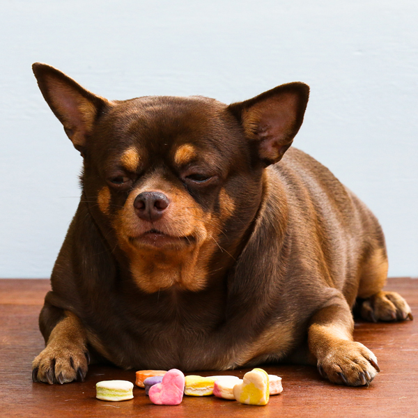 B.A.R.F. – cesta k zníženiu hmotnosti u psov 06/2021