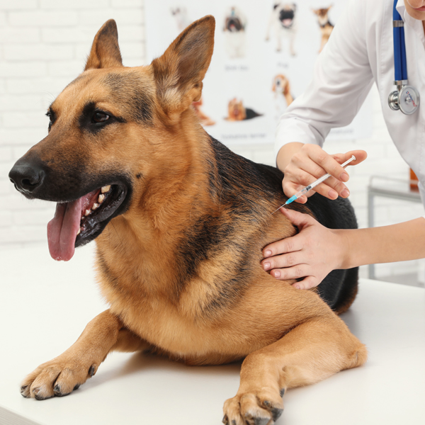 Očkovanie psov v kocke - povinné a odporúčané očkovania 01/2023