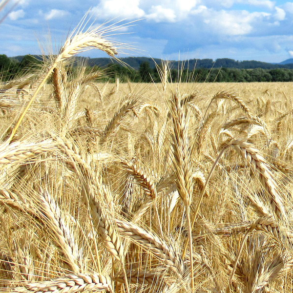 Osina - trávnatý nepriateľ pre psíkov 10/2023