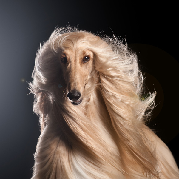 Starostlivosť o psiu srsť na jar