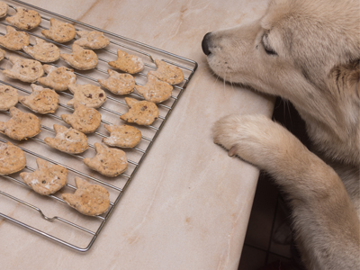 Maškrty z konopné múky pre psíkov