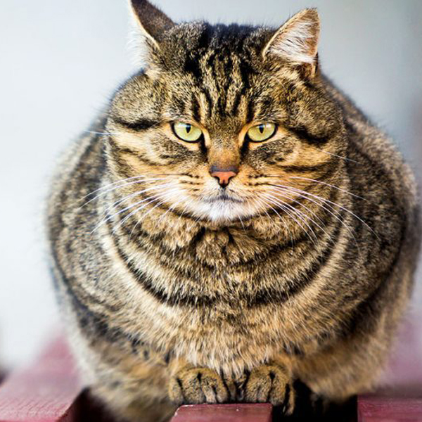 Prevencia obezity u mačiek je kľúčová! 11/2024