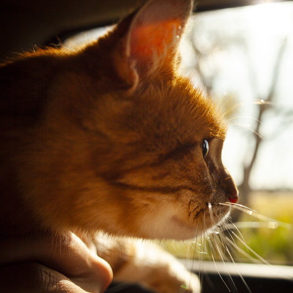 Probiotiká pre mačky a ich prínosy 11/2024