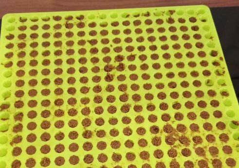 Jednohubky zo sardiniek! Skvelé maškrty na tréning