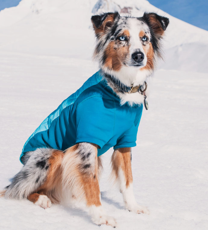 Recenzia oblečenie pre psov Ruffwear Powder Hound