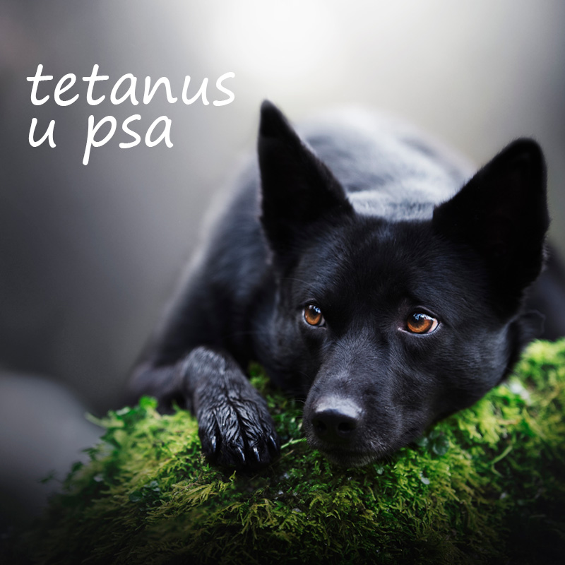 Tetanus u psa? Čo to je? 04/2021