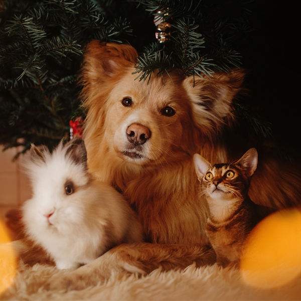 Otváracia doba počas vianočných sviatkov a nového roka 2021 Dogee