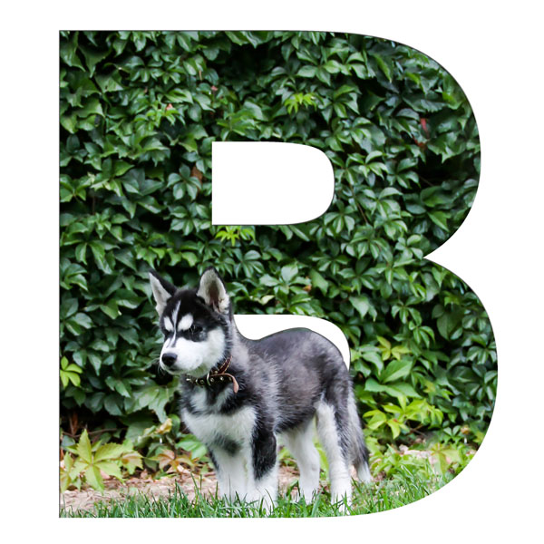 Vitamíny skupiny B u psov a mačiek 03/22