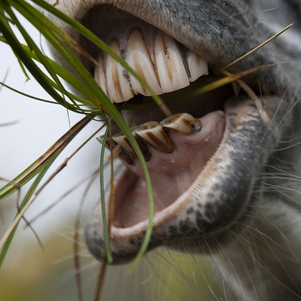 Zubný kaz u koní. Kedy musí veterinárny lekár vŕtať alebo vytiahnuť zub? 04/2024