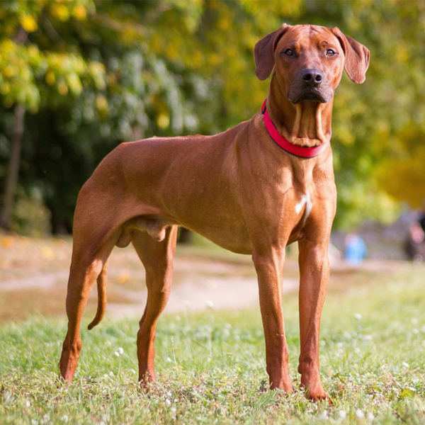 Pes a prostata? Častejší problém, než si môžeme myslieť 08/2024