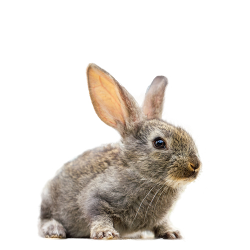 Všetko o hlodavcoch