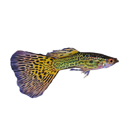 Všetko o rybičkách