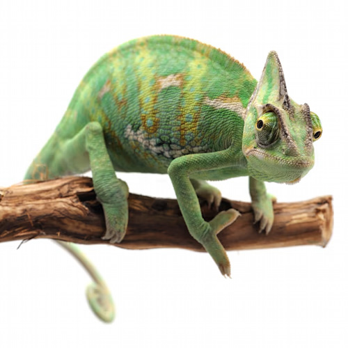 Všetko o teraristike