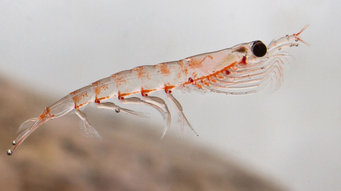 krill_1