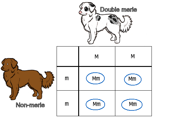 merlebreeding1