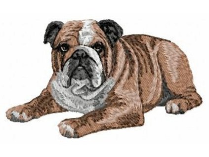 DD23 English Bulldog body