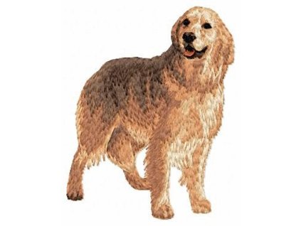 DD50 Golden Retriever body