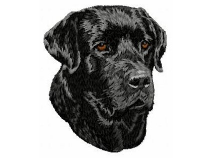 DD58 Labrador Retriever