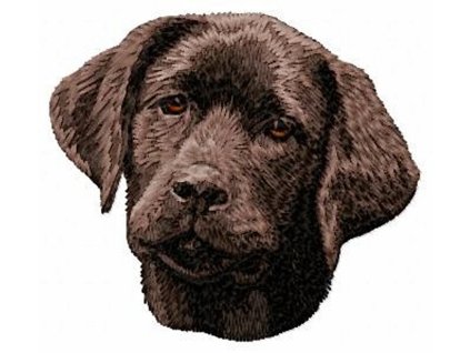 DD60 Labrador Retriever