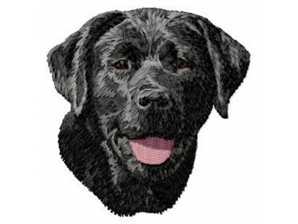 DD62 Labrador Retriever body