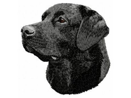 DD63 Labrador Retriever