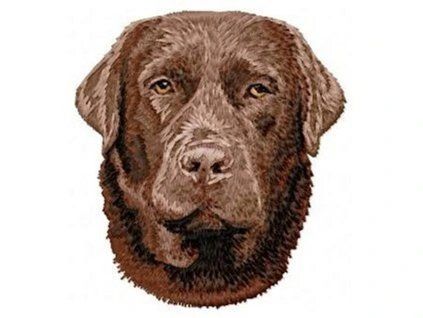 chocolate labrador retriever embroidery