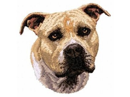 DD91 Staffordshire Bull Terrier