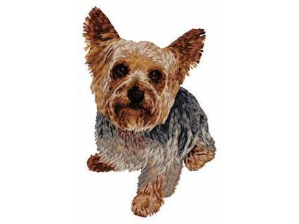 yorkshire terrier body