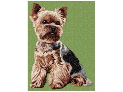 DD99 Yorkshire Terrier body