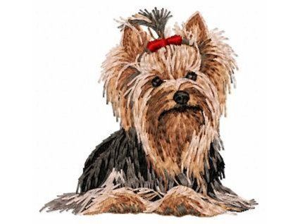 yorkshire terrier