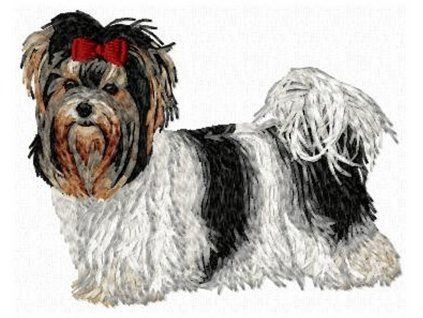 biewer yorkshire terrier