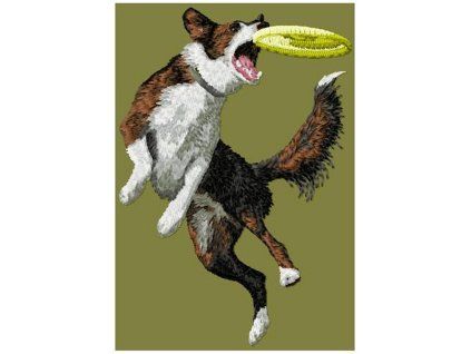 border collie agility