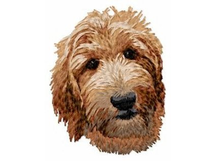 DD52 Goldendoodle apricot