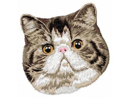 CD1 Exotic Shorthair Cat10cm